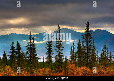 Cantwell Hintergrundbeleuchtung Fichte, Cantwell, Alaska Stockfoto