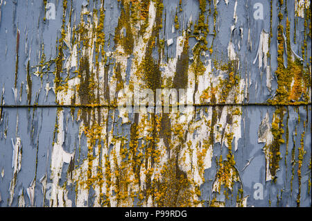 Moos und abblätternde Farbe auf alten Boot, Kodiak, Alaska Stockfoto