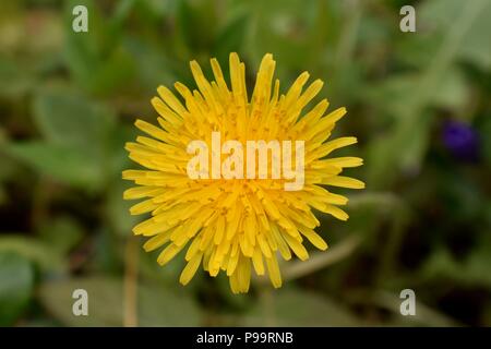 Löwenzahn Makro Nahaufnahme. Taraxacum ist eine Gattung von Blütenpflanzen in der Familie der Asteraceae, die besteht aus Arten, allgemein bekannt als dandeli Stockfoto