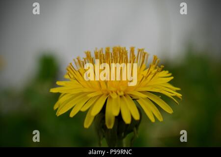 Löwenzahn Makro Nahaufnahme. Taraxacum ist eine Gattung von Blütenpflanzen in der Familie der Asteraceae, die besteht aus Arten, allgemein bekannt als dandeli Stockfoto