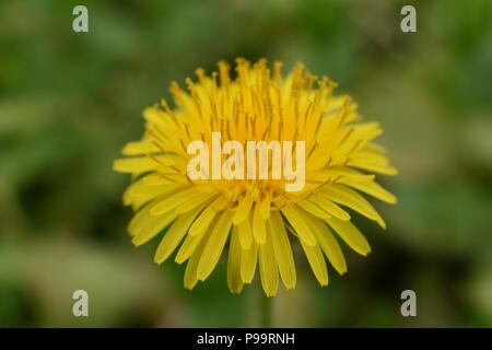 Löwenzahn Makro Nahaufnahme. Taraxacum ist eine Gattung von Blütenpflanzen in der Familie der Asteraceae, die besteht aus Arten, allgemein bekannt als dandeli Stockfoto