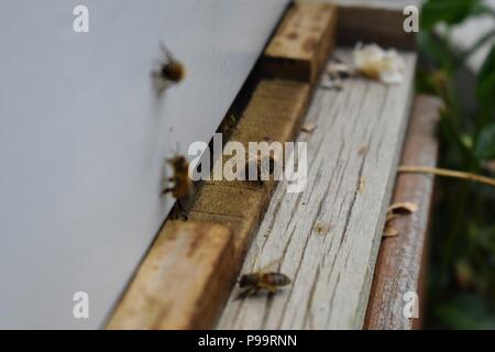 Die Bienen an der Vorderseite hive Eingang Makro Nahaufnahme. Bienen fliegen in die Struktur. Honey Bee in den Bienenkorb. Bienenstöcke in einem Bienenhaus arbeiten mit Bienen fliegen auf die La Stockfoto