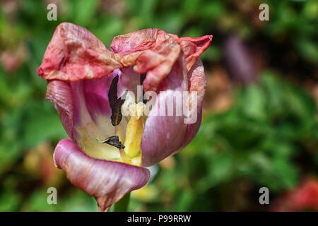 Makro selektiven Fokus Bild des verfallenden verwelkte Tulpe Blume Staubblatt, Griffel und Blütenblätter am Ende des Frühlings in Cottage Garden in South Jordan, Utah. Stockfoto