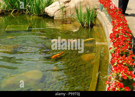 Goldenen Fisch in einem See auf Stockfoto