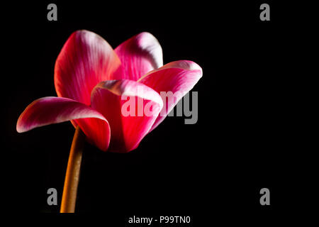 Schöne rote Blume isoliert auf Schwarz mit Kopie Raum Stockfoto