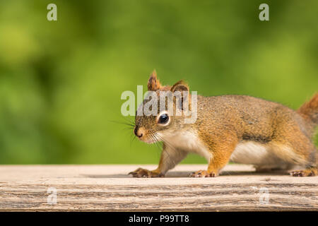 Adorable kleine Amerikanische Rote Eichhörnchen (Tamiasciurus hudsonicus) gegen einen Wald grüner Hintergrund Stockfoto