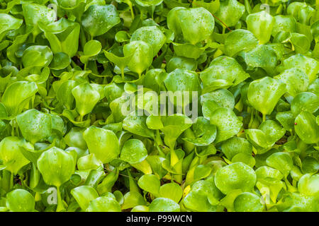 Gemeinsame Hyazinthe wilde Wasser Pflanzen mit Regentropfen, die in einem Teich in Jamaika wächst Stockfoto