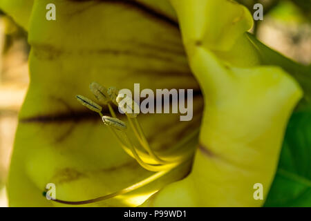 Nahaufnahme von einem kräftigen Rebsorten genannt Tasse Gold Rebsorten (solandra Maxima) auch als goldener Kelch Wein- oder hawaiianische Lilie, in Jamaika bekannt. Stockfoto