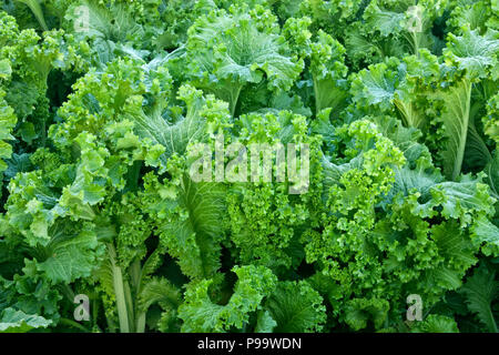 Senfgrüns 'Brassica Juncea' mit Fälligkeit im Feld. Stockfoto