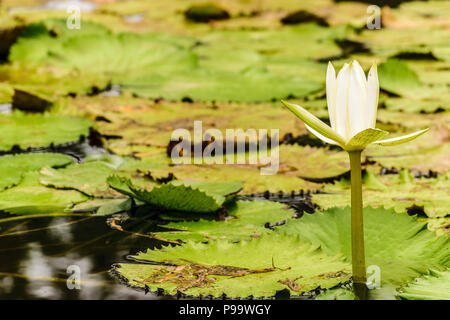 Einzelne weiße Seerose im Teich in Montego Bay, Jamaika wächst. Stockfoto