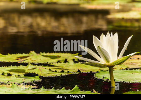 Einzelne weiße Seerose im Teich in Montego Bay, Jamaika wächst. Stockfoto