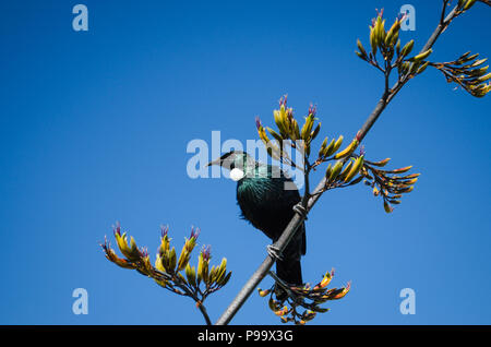 Heimat Neuseeland Tui in einem Flachs Bush mit einem klaren blauen Himmel im Hintergrund Stockfoto