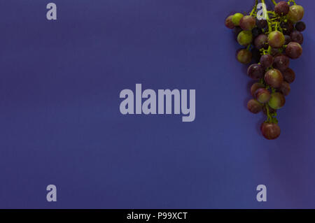 Traube in verschiedenen Farben hängen auf einem violetten Hintergrund. Frische Früchte mit großen Kopie Raum Text oder Elemente hinzuzufügen. Close Up. Stockfoto