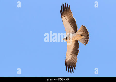 Zwergadler (Hieraaetus pennatus), pale morph Einzelnen im Flug Stockfoto