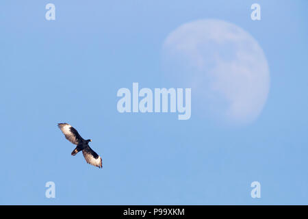 Verreaux's Eagle (Aquila verreauxii), Erwachsene im Flug mit dem Mond im Hintergrund Stockfoto