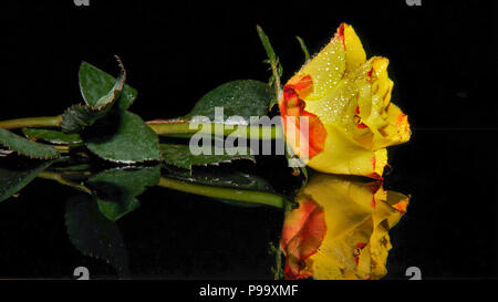 Gelbe Rose, schwarzer Hintergrund, Reflexion, Fest Stockfoto