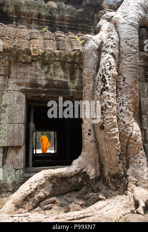 Riesige Baumwurzeln und Mönch im Tempel Ta Prom Angkor Wat Stockfoto