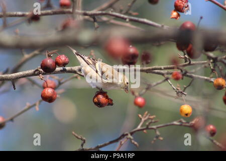 Weibliche American goldfinch Beeren Essen im Winter Stockfoto