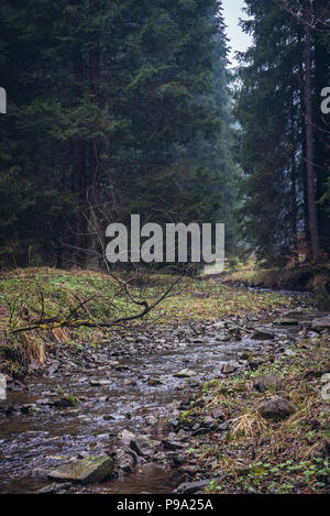 Bila Ostravice River in der Nähe von Bila Dorf in Mährisch-schlesien, Mährische Schlesischen Beskiden in der Tschechischen Republik Stockfoto