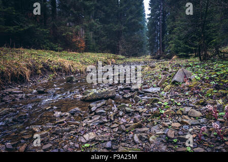 Bila Ostravice River in der Nähe von Bila Dorf in Mährisch-schlesien, Mährische Schlesischen Beskiden in der Tschechischen Republik Stockfoto