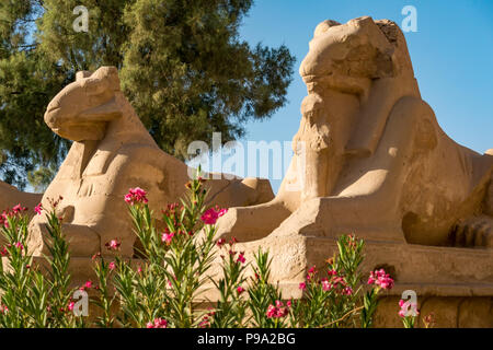 Ram-headed Sphingen, Karnak Tempel. Luxor, Ägypten, Afrika Stockfoto