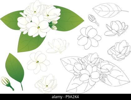 Jasminum sambac - Arabischer Jasmin skizzieren. Vector Illustration. auf weißem Hintergrund. Stock Vektor