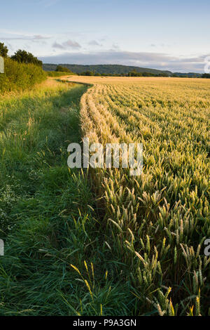 Ein weizenfeld im Sommer in Somerset, England. Stockfoto