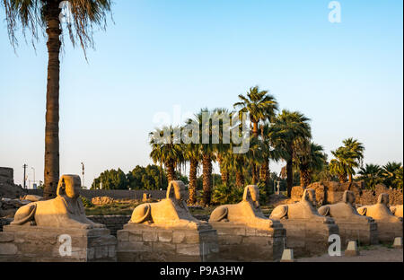 Sphinxallee, prozessionsweg Straße zwischen Tempel von Karnak und Luxor, Ägypten, Afrika mit menschlichen vorangegangen Sphinx Stockfoto