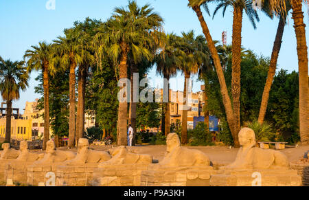 Sphinxallee, prozessionsweg Straße zwischen Karnak- und Luxor-Tempel, Ägypten, Afrika mit menschlichen vorangegangen Sphinx Stockfoto