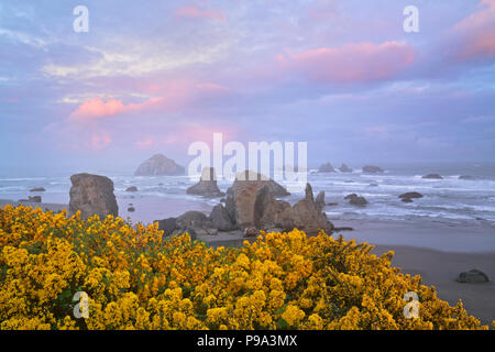 Sonnenaufgang über Face Rock und die vielen sea Stacks an den Bandon Strand mit Feder Ginster blühen im Süden von Oregon Küste. Stockfoto