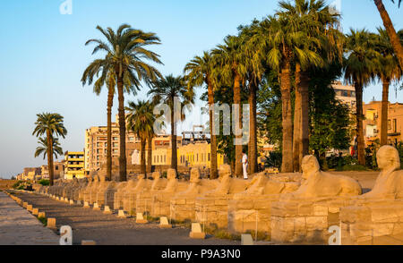 Sphinxallee, prozessionsweg Straße zwischen Karnak- und Luxor-Tempel, Ägypten, Afrika mit menschlichen vorangegangen Sphinx Stockfoto