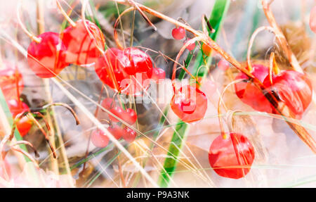 Reife Beeren kann Maiglöckchen im Herbst. Stockfoto