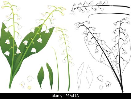 Weiße Lilie des Tales skizzieren. auf weißem Hintergrund. Vector Illustration. Stock Vektor