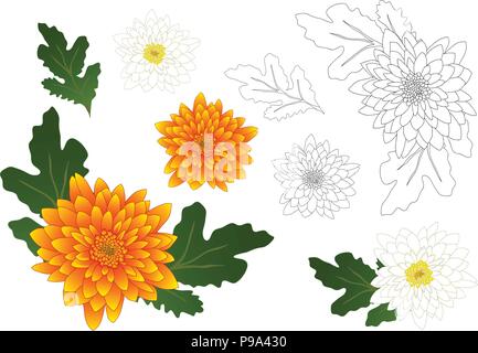 Gelbe und weiße Chrysantheme Blume skizzieren. Vector Illustration. auf weißem Hintergrund. Stock Vektor