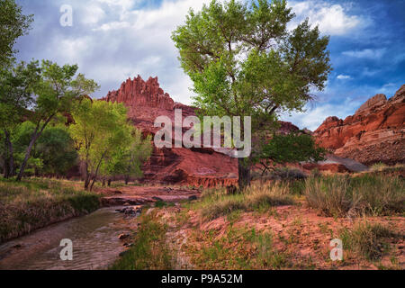 Castle Rock steht über diesen Frühling zeit Grove cottonwood Bäumen entlang der Fremont River in Utah Capitol Reef National Park. Stockfoto