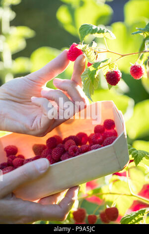 Nahaufnahme von Frau Himbeeren pflücken und in Holz- Warenkorb Stockfoto
