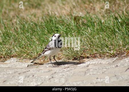 Bachstelze (Motacilla alba) im Sonnenlicht Stockfoto