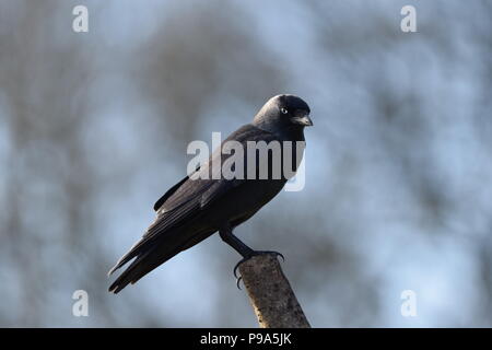 Eine Dohle hocken im späten Winter. Stockfoto