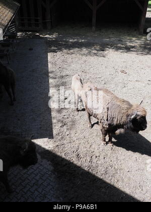 Familie von vier Wisente stehen auf sandigen Boden im Gehäuse bei der Stadt Pszczyna in Polen im Jahr 2018, warmen, sonnigen Frühlingstag im Mai - Vertikal. Stockfoto