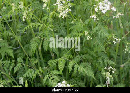 Kuh Petersilie, Anthriscus sylvestris, Laub, Grün, Farn, Blätter am Straßenrand steht, Berkshire, Mai Stockfoto