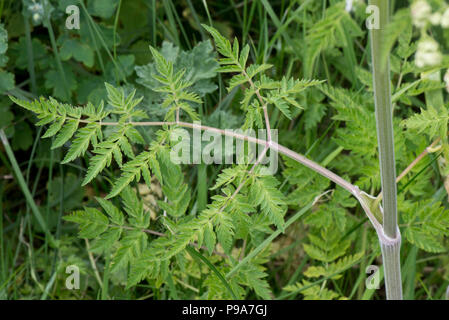 Kuh Petersilie, Anthriscus sylvestris, Laub, Grün, Farn, Blätter am Straßenrand steht, Berkshire, Mai Stockfoto
