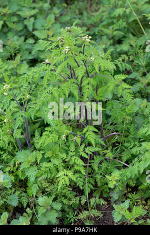 Kuh Petersilie, Anthriscus sylvestris, Blättern und Lila gewaschen, getönte Stiele auf junge Pflanzen, Berkshire, Mai Stockfoto