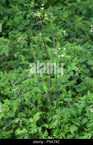 Kuh Petersilie, Anthriscus sylvestris, Blättern und Lila gewaschen, getönte Stiele auf junge Pflanzen, Berkshire, Mai Stockfoto