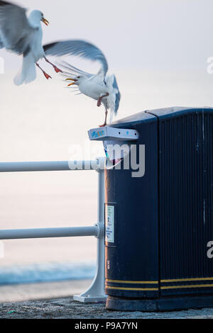 Eine Möwe scavenging Essen von einem überquellenden Mülleimer am Ende einer buisy übernommen Tag am Meer, Großbritannien Stockfoto