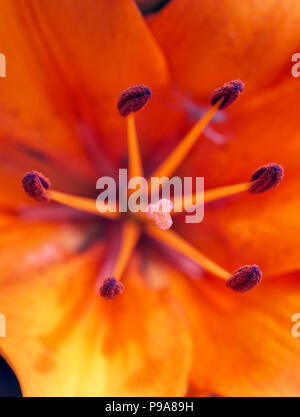 Nahaufnahme von einem Zwerg Lily in einem Englischen Garten im Sommer Stockfoto