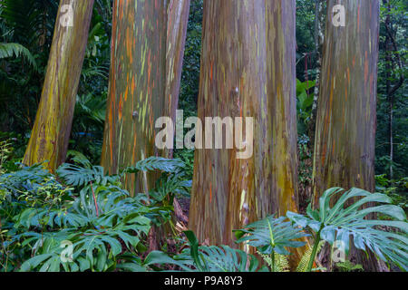 Nasse rainbow Eukalyptusbäumen Stockfoto