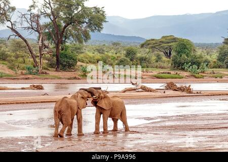 Zwei junge afrikanische Elefantenbullen, die sich im flachen, schlammigen Flusswasser im Samburu National Reserve, Kenia, Ostafrika, engagieren Stockfoto