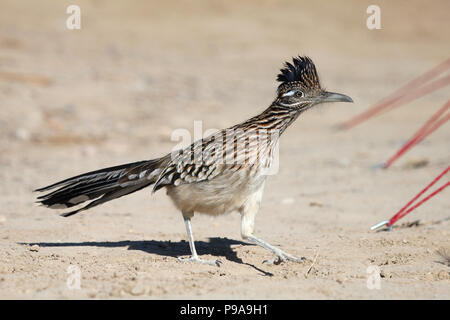 Ein Roadrunner seine Weise durch einen Campingplatz in der Furnace Creek Gegend des Death Valley National Park Stockfoto