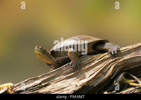 Westliche Teichschildkröte, die sich auf Baumstamm sonnt, Kalifornien, USA Stockfoto