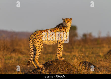 Cheetah stehen auf Termite Damm im Krüger National Park, Südafrika Stockfoto